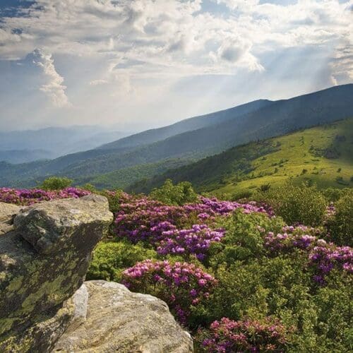 spring flowers