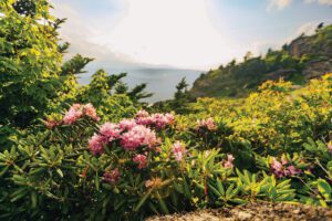 Boone flowers and view